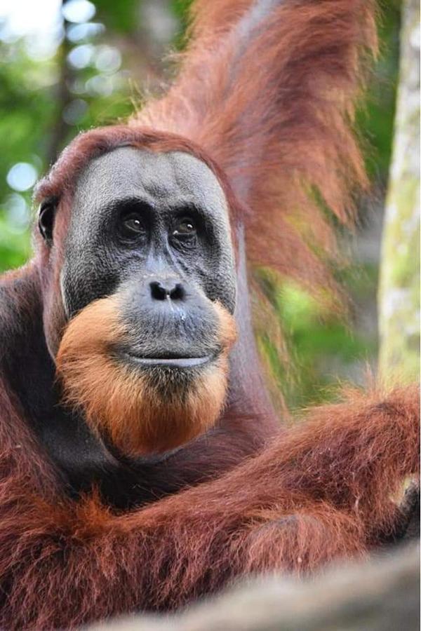 Eco Trekking Lodge, Bar & Jungle Tour'S Bukit Lawang Extérieur photo