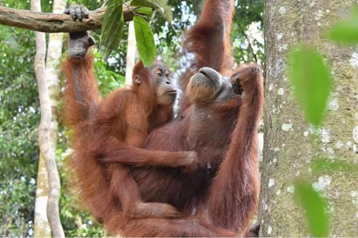 Eco Trekking Lodge, Bar & Jungle Tour'S Bukit Lawang Extérieur photo