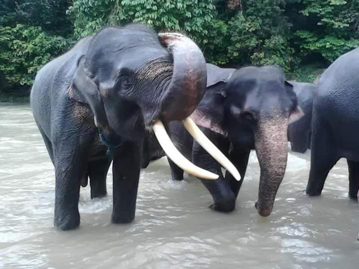 Eco Trekking Lodge, Bar & Jungle Tour'S Bukit Lawang Extérieur photo