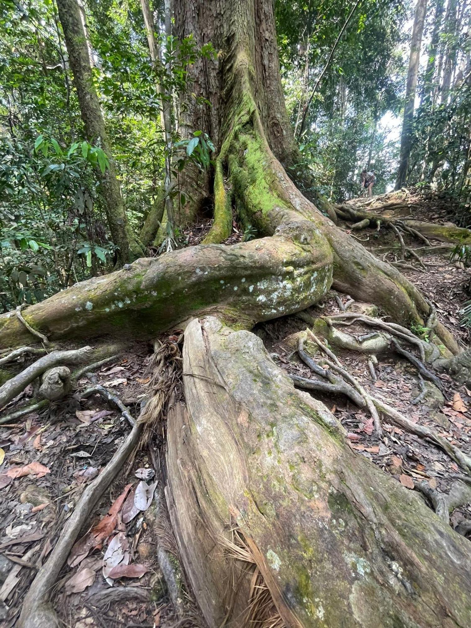 Eco Trekking Lodge, Bar & Jungle Tour'S Bukit Lawang Extérieur photo