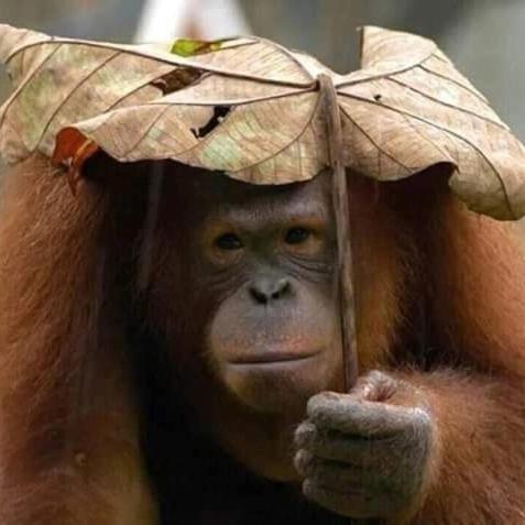 Eco Trekking Lodge, Bar & Jungle Tour'S Bukit Lawang Extérieur photo