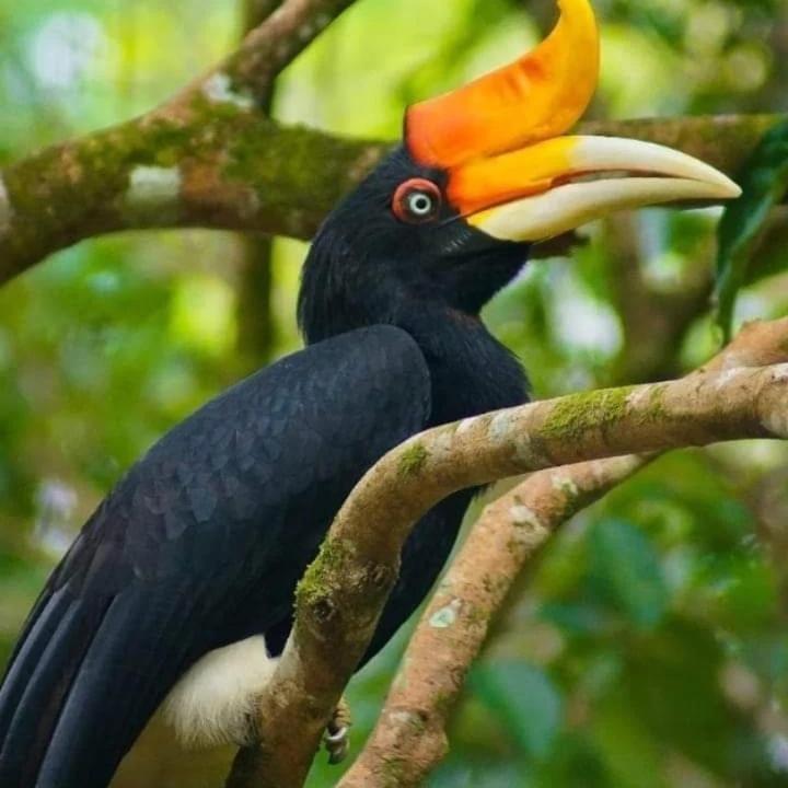 Eco Trekking Lodge, Bar & Jungle Tour'S Bukit Lawang Extérieur photo