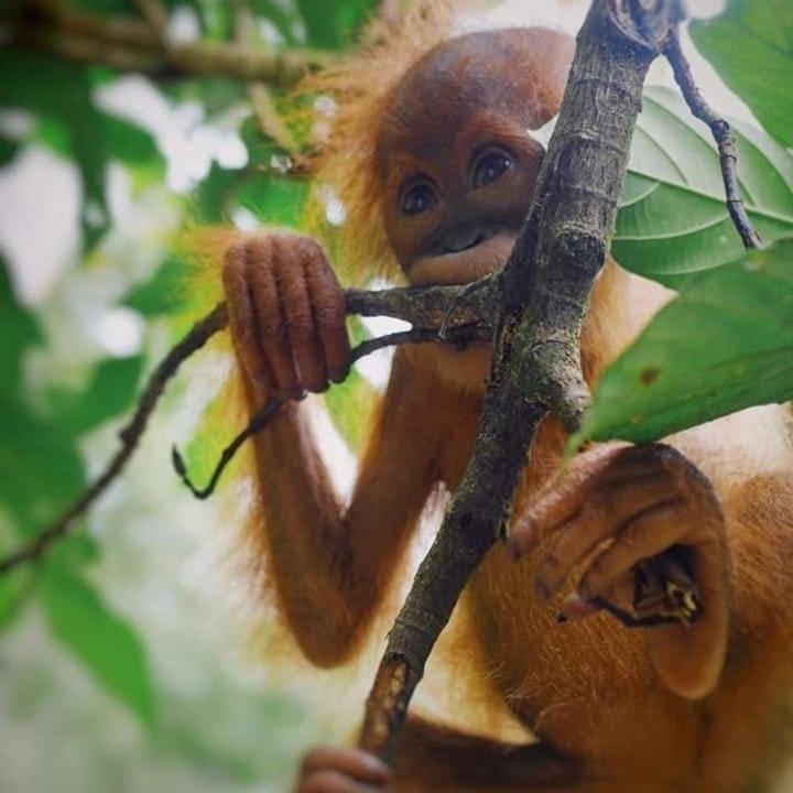 Eco Trekking Lodge, Bar & Jungle Tour'S Bukit Lawang Extérieur photo