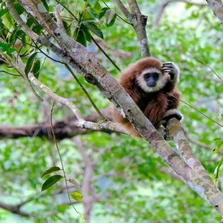 Eco Trekking Lodge, Bar & Jungle Tour'S Bukit Lawang Extérieur photo