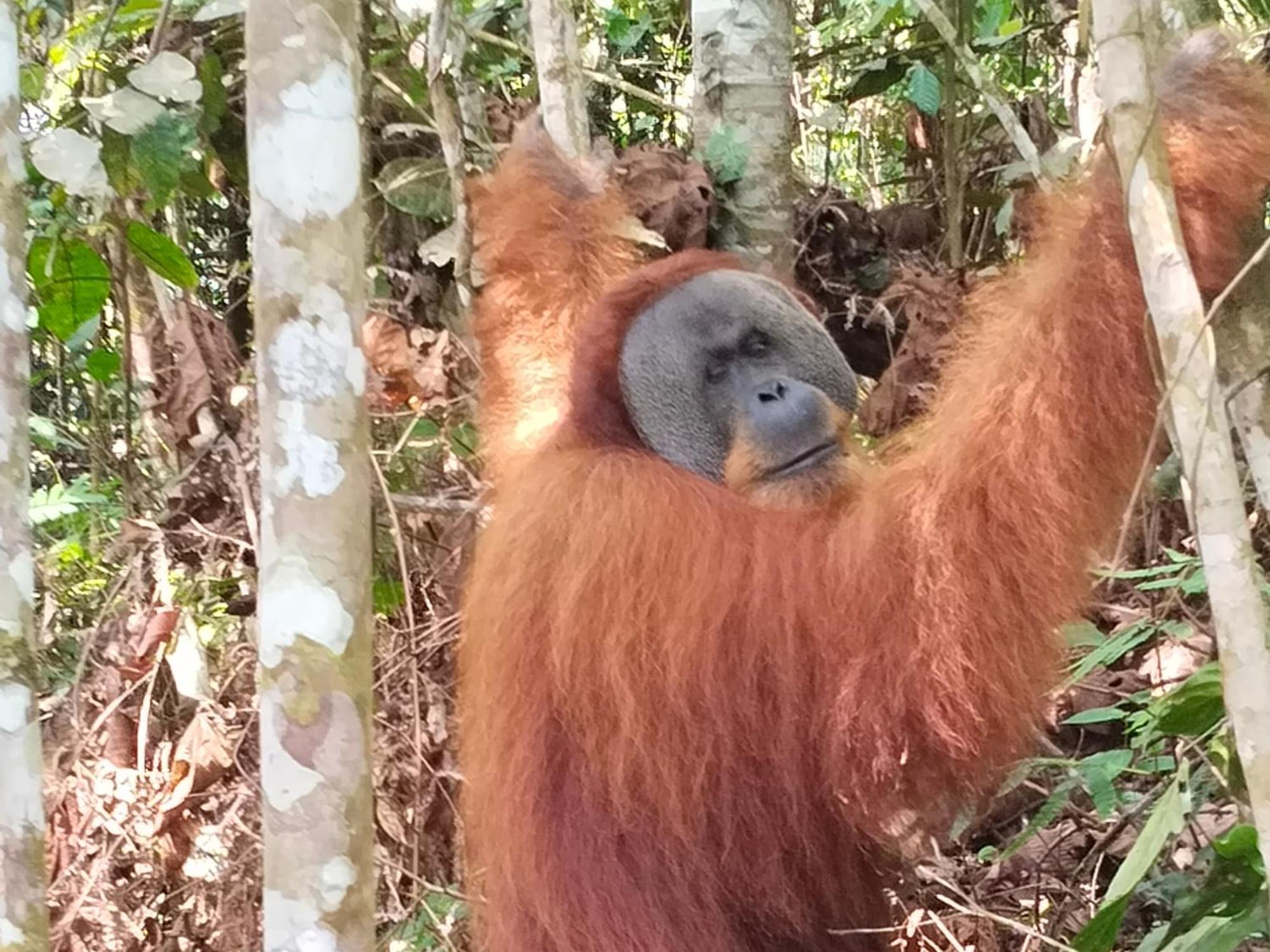 Eco Trekking Lodge, Bar & Jungle Tour'S Bukit Lawang Extérieur photo