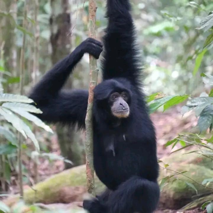Eco Trekking Lodge, Bar & Jungle Tour'S Bukit Lawang Extérieur photo