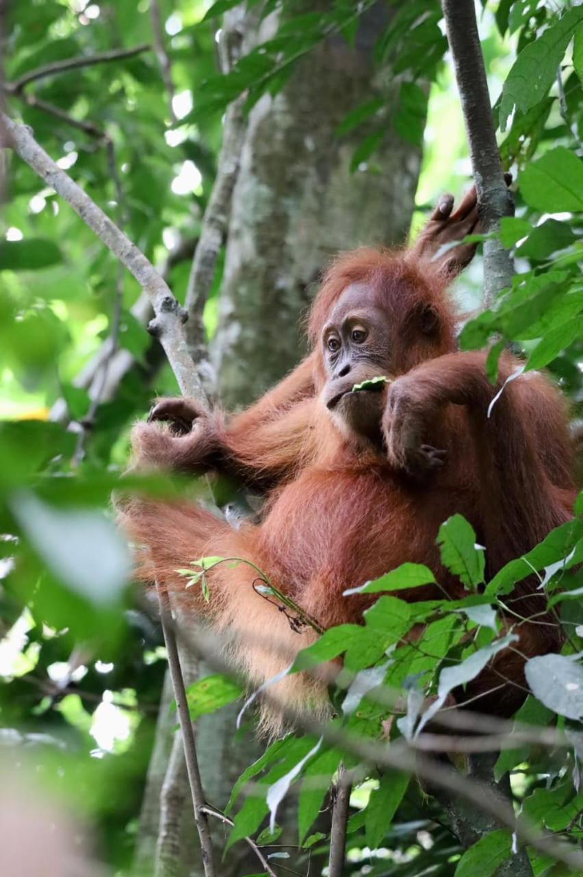 Eco Trekking Lodge, Bar & Jungle Tour'S Bukit Lawang Extérieur photo