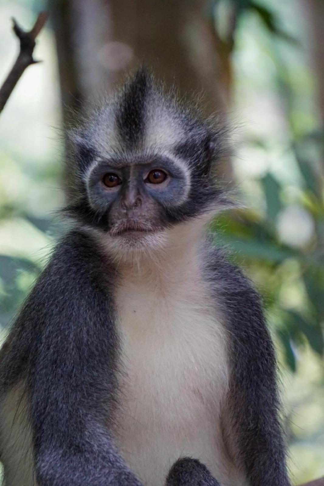 Eco Trekking Lodge, Bar & Jungle Tour'S Bukit Lawang Extérieur photo