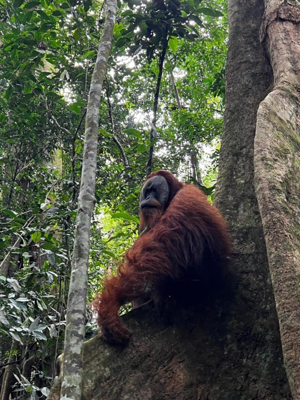 Eco Trekking Lodge, Bar & Jungle Tour'S Bukit Lawang Extérieur photo